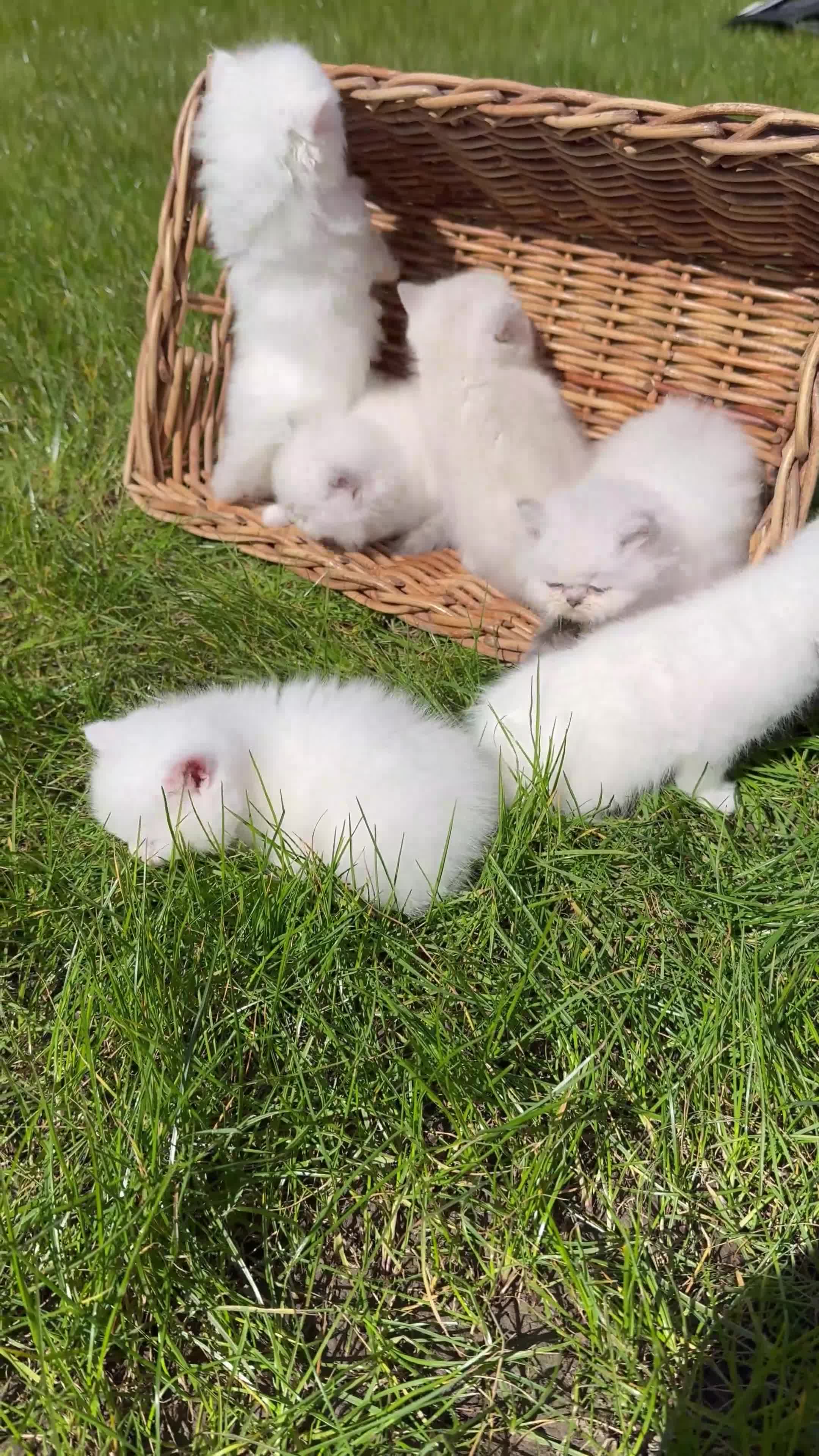 British Longhair cats for sale: Adorable British Longhair and Shorthair kittens - Video 1