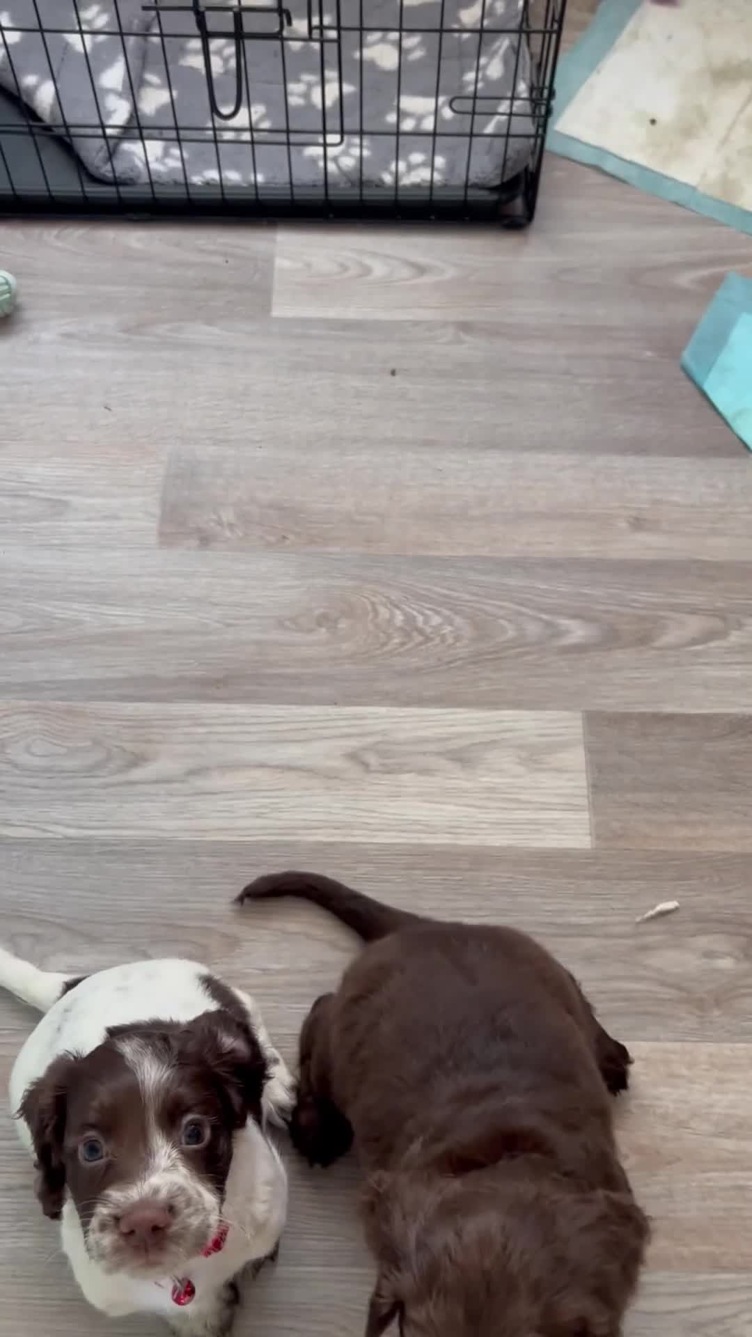 Sprocker dogs for sale: Chocolate Chunky sprocker puppies  - Video 2