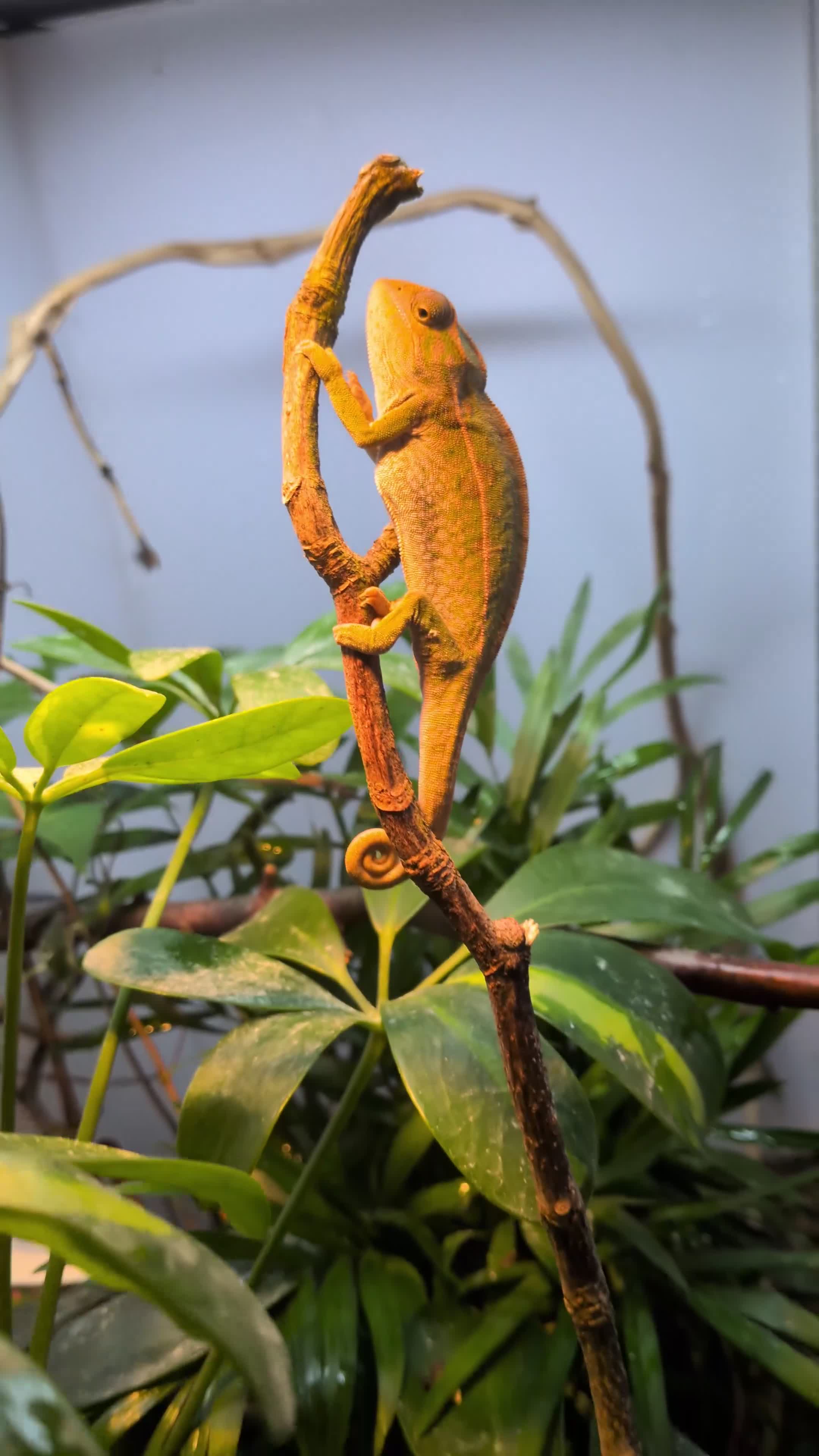 Chameleon reptiles for sale: Carpet chameleon (male) Furcifer Lateralis  in Faversham - Video 1