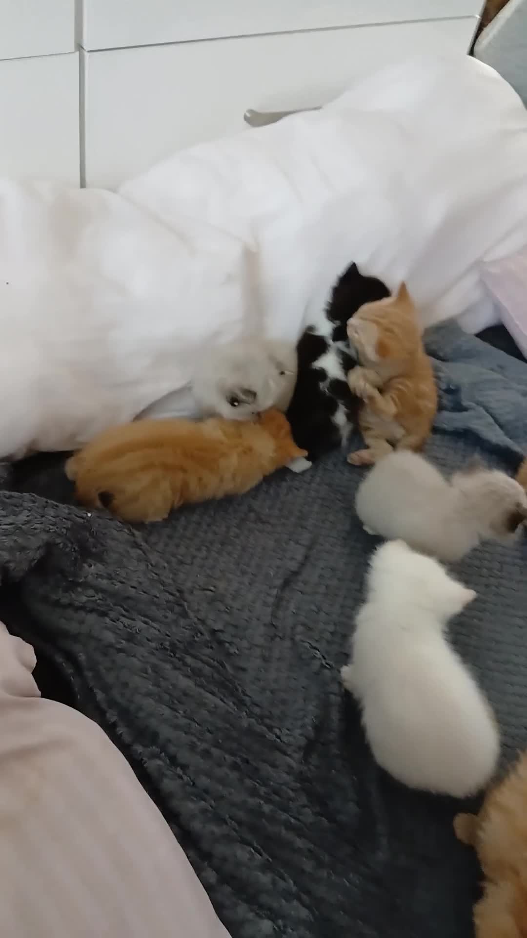 Mixed Breed cats for sale: Blended Ragdoll Kittens - Video 1