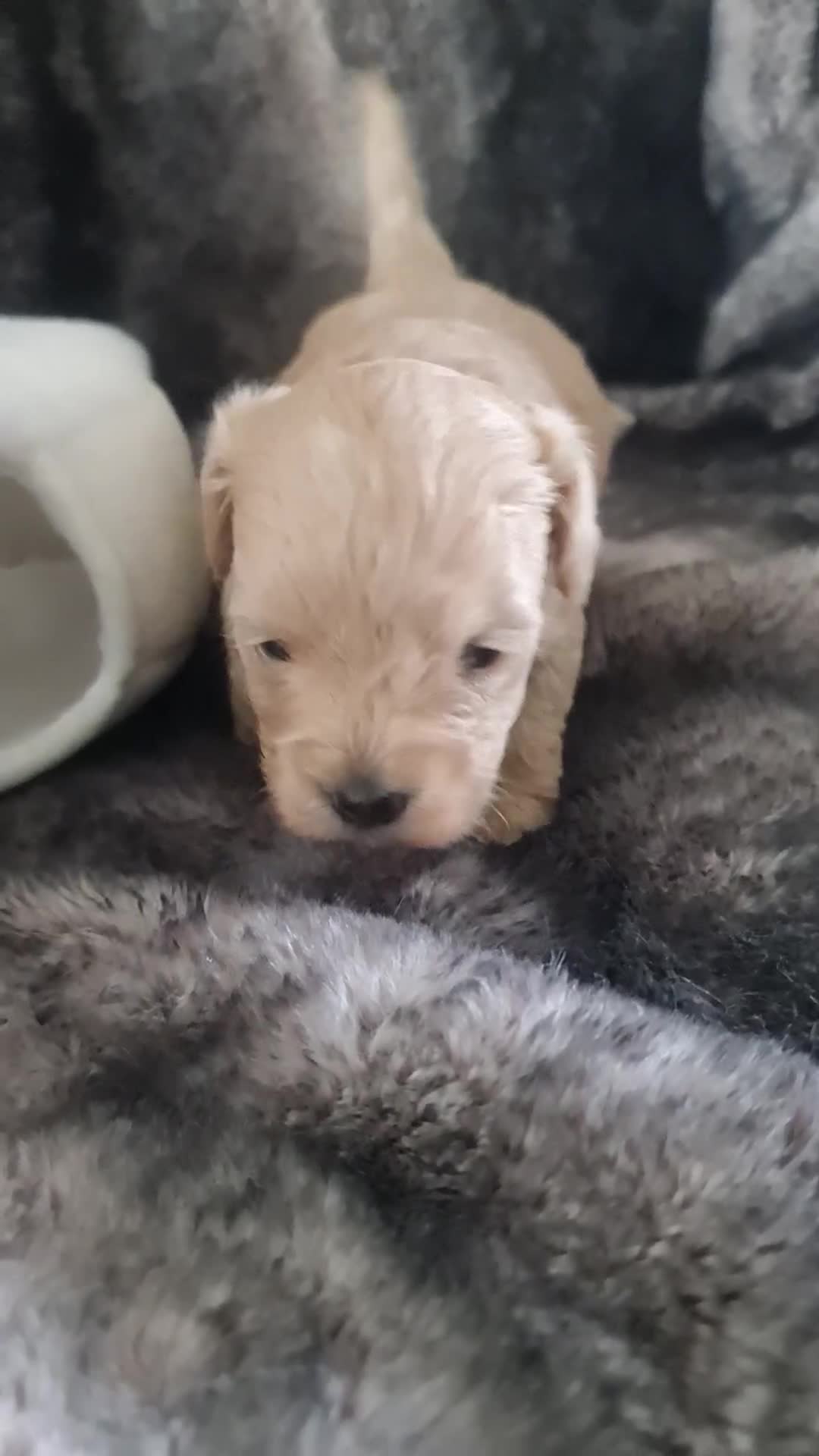 Maltipoo dogs for sale: Multipoo boy - Video 1