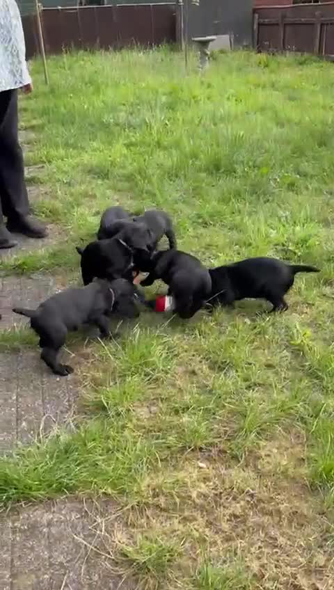 Cocker Spaniel dogs for sale: Kc Working cocker spaniel  in Exeter - Video 1