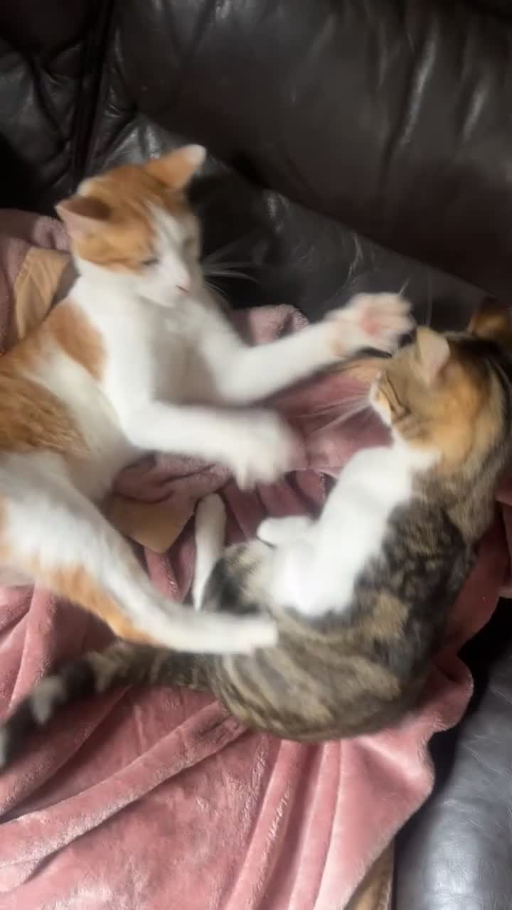 Arabian Mau cats for adoption: Winnie in Braintree - Video 2