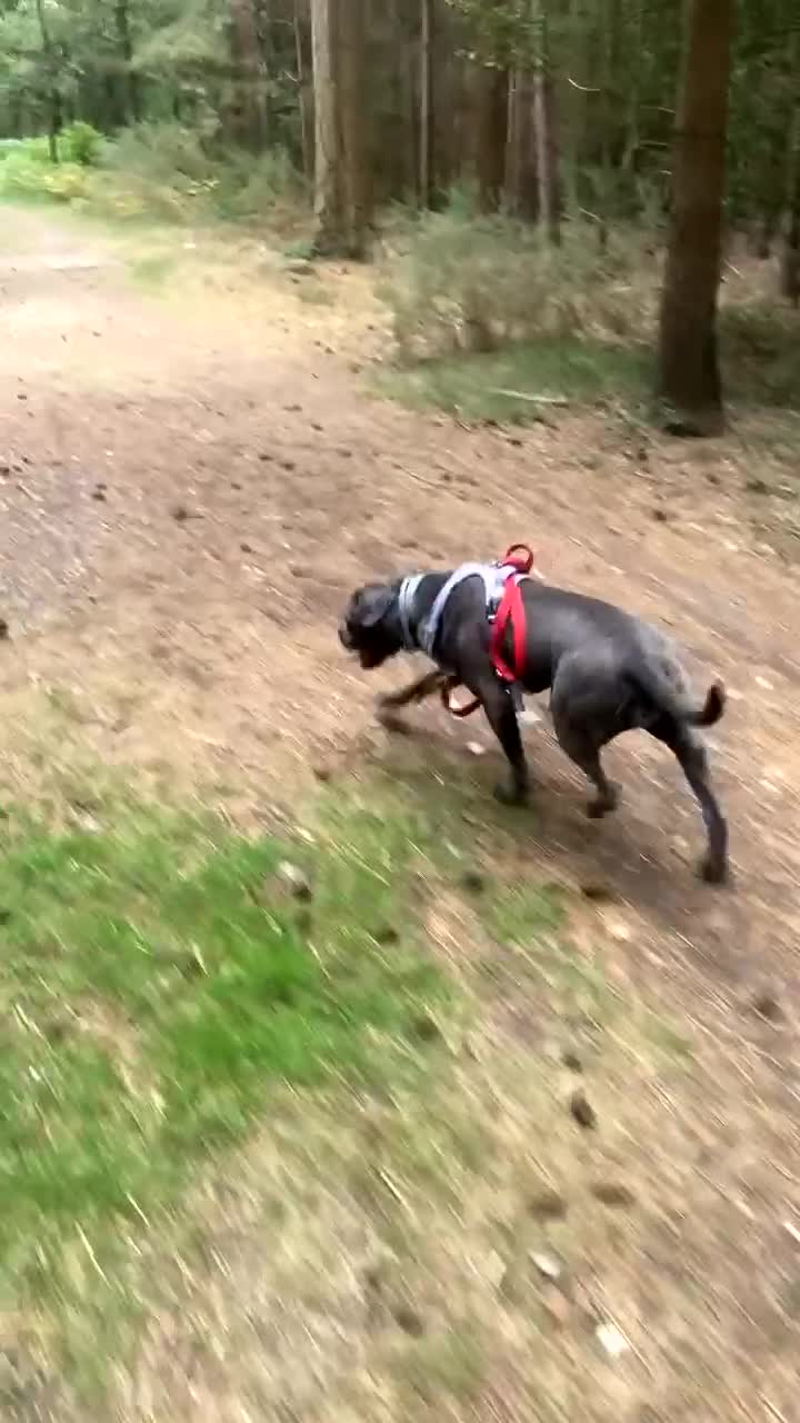 Cane Corso dogs for sale: Bonnie  - Video 2