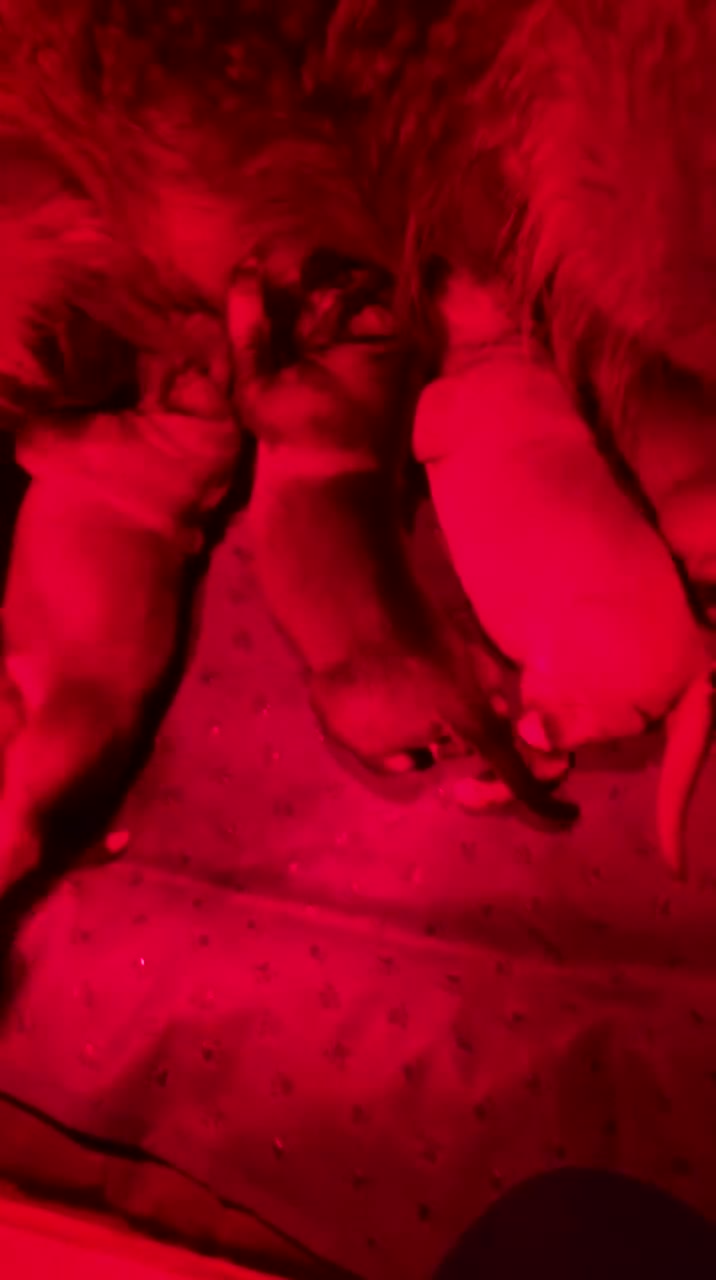 Mixed Breed dogs for sale: Rare Highland Sheppard Puppies Alabai Cross  - Video 3