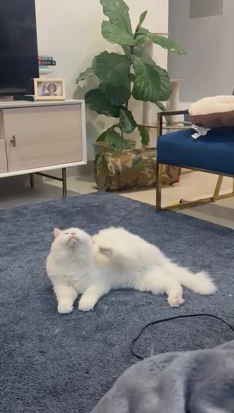 Mixed Breed cats for adoption: MYKO- MIX PERSIAN INDOOR HEALTHY NEUTERED BOY CALM - Video 2