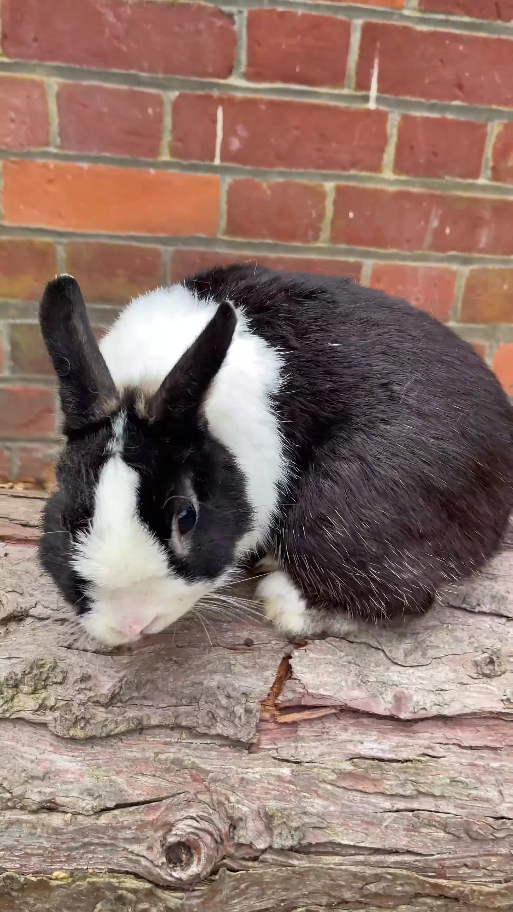 Netherland Dwarf rabbits for sale: Rare Colour purebred Netherland Dwarf  - Video 1