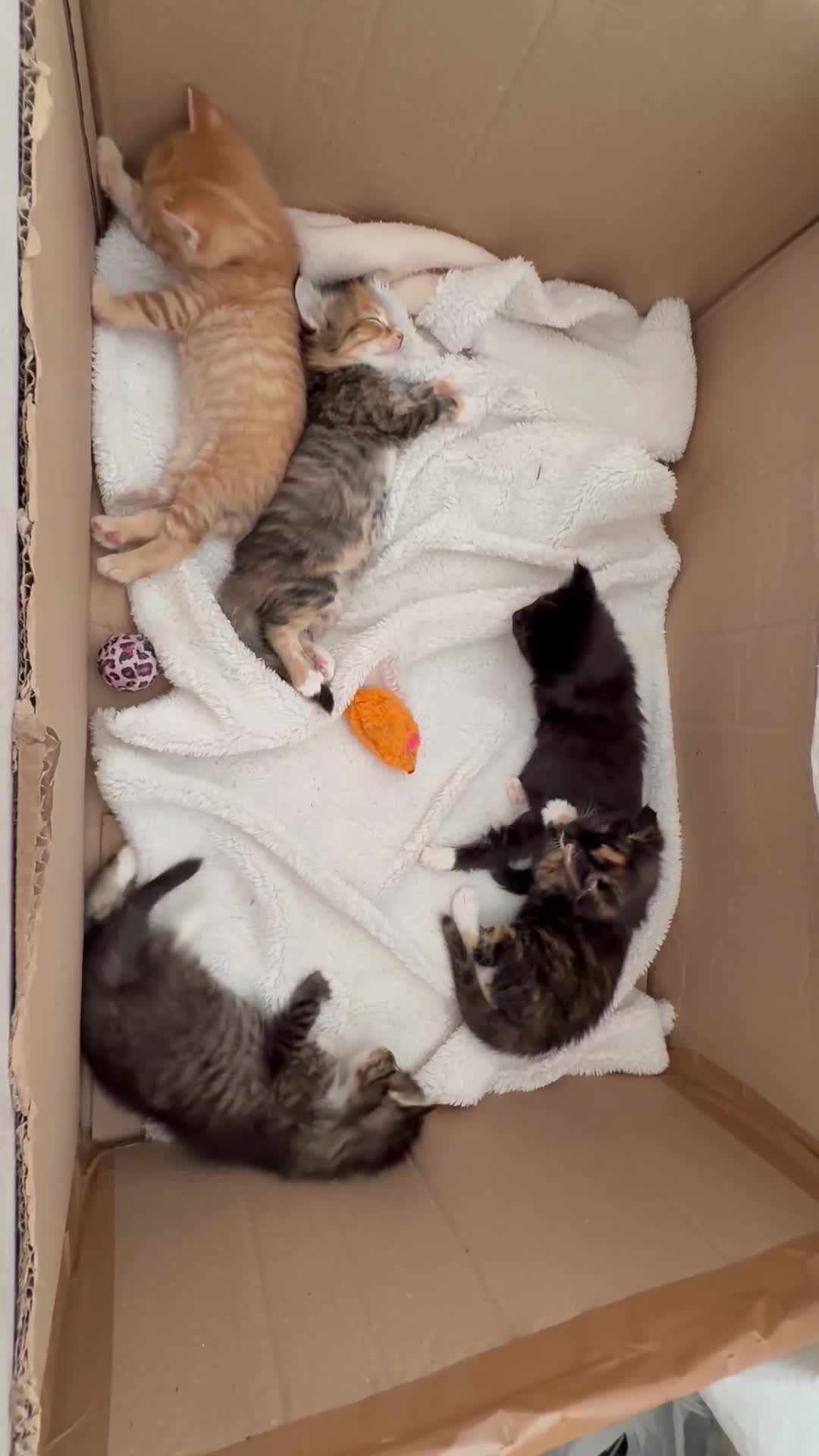 Mixed Breed cats for sale: 3 sweet kittens ready 27th Sep - Video 1