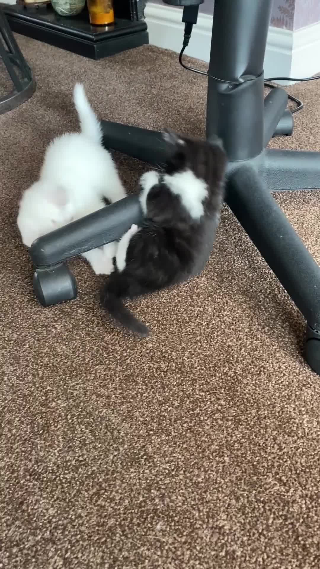 Mixed Breed cats for sale: 2 gorgeous female kittens  - Video 1