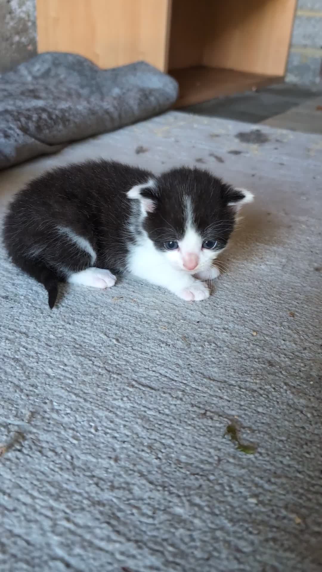 Mixed Breed cats for sale: 1 Kitten, mixed breed, ready to leave  - Video 1