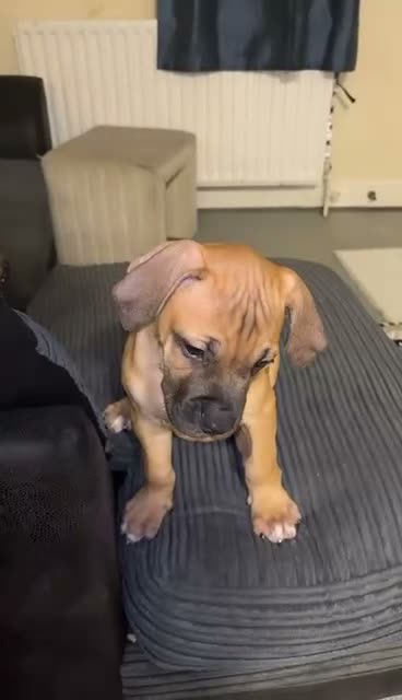 Mixed Breed dogs for sale: Bandogge mastiff pups  - Video 5