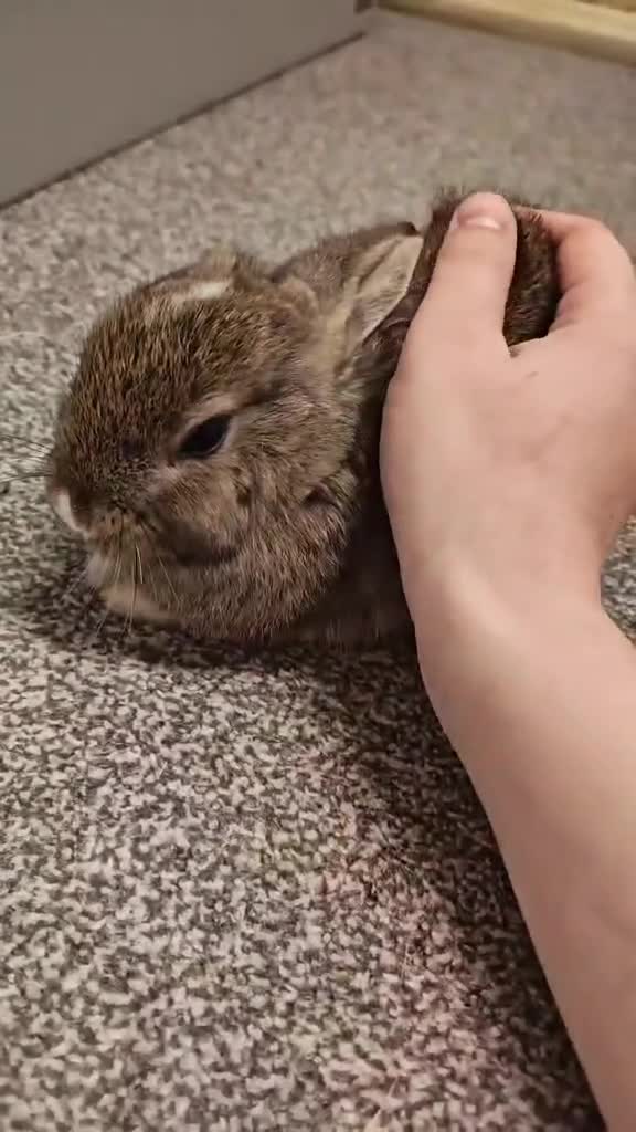 Mini Lop rabbits for sale: Exchange or sell in Sidcup - Video 1