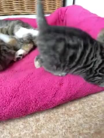 Mixed Breed cats for sale: Kittens : Ready to view  - Video 2