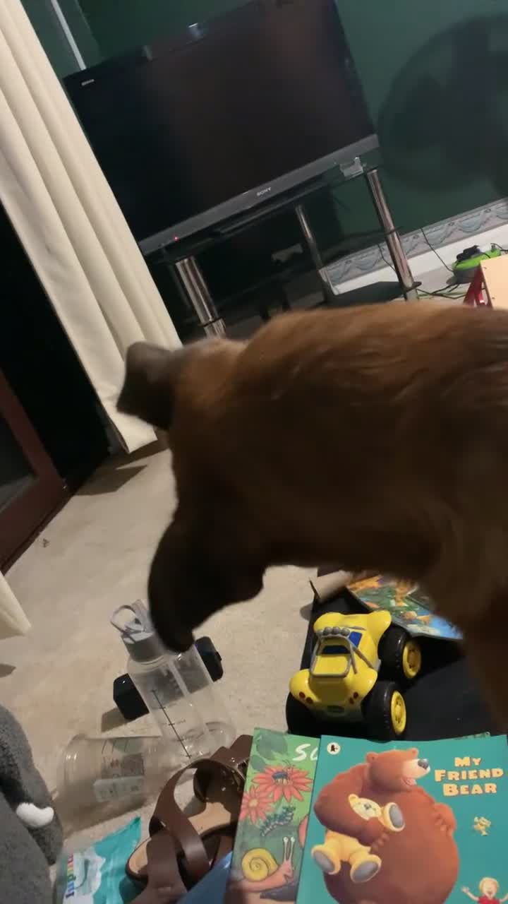 Mixed Breed dogs for sale: Major🖤 - Video 1