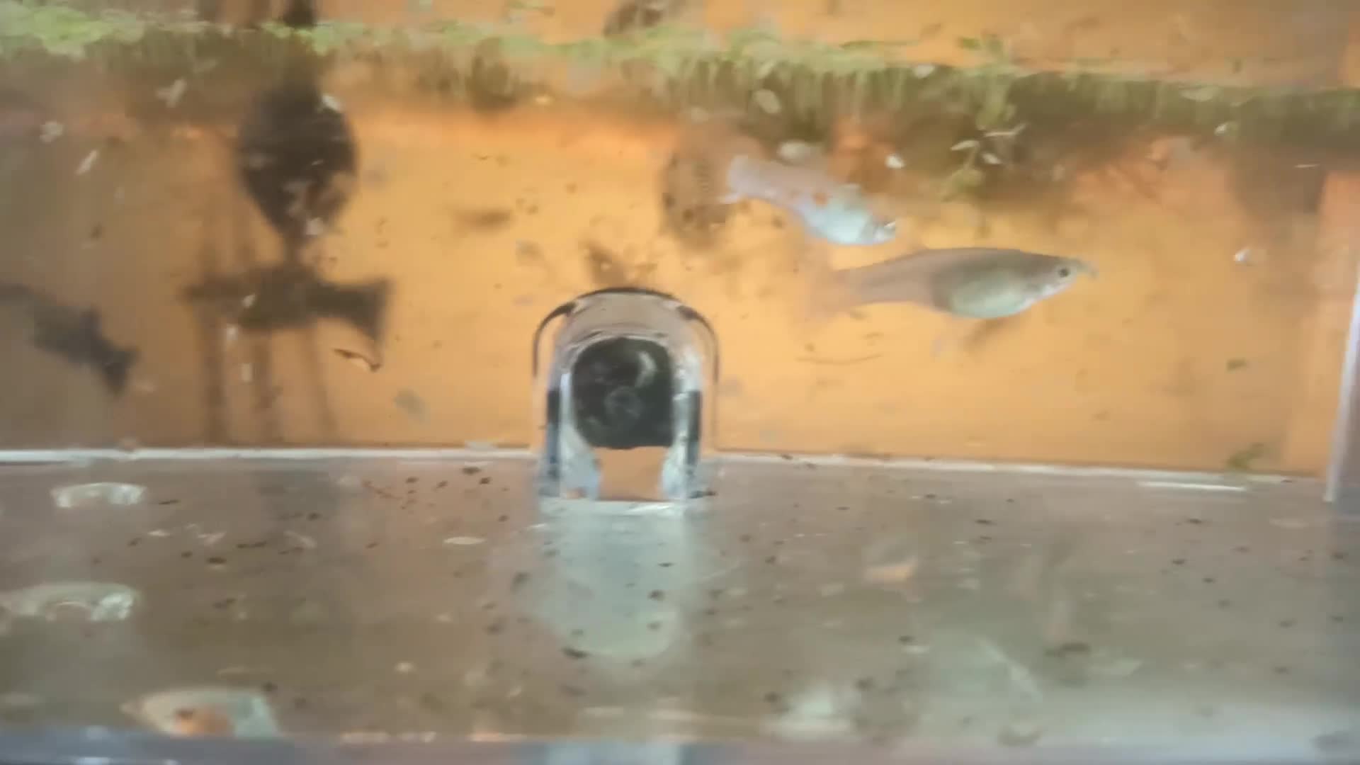 Live Bearers fish for sale: Mollies and guppies  - Video 1