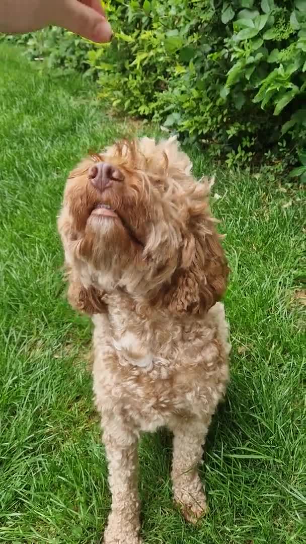 Cockapoo dogs for stud: F1b Red Proven Cockapoo DNA Tested F/F for Stud  in Coventry - Video 4