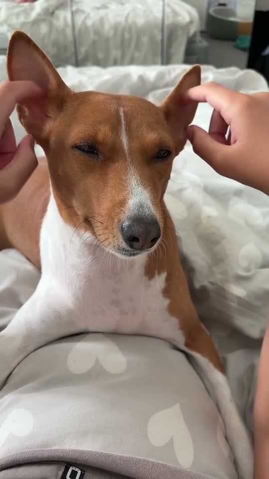 Basenji dogs for sale: Bassenji girl  in Manchester - Video 1