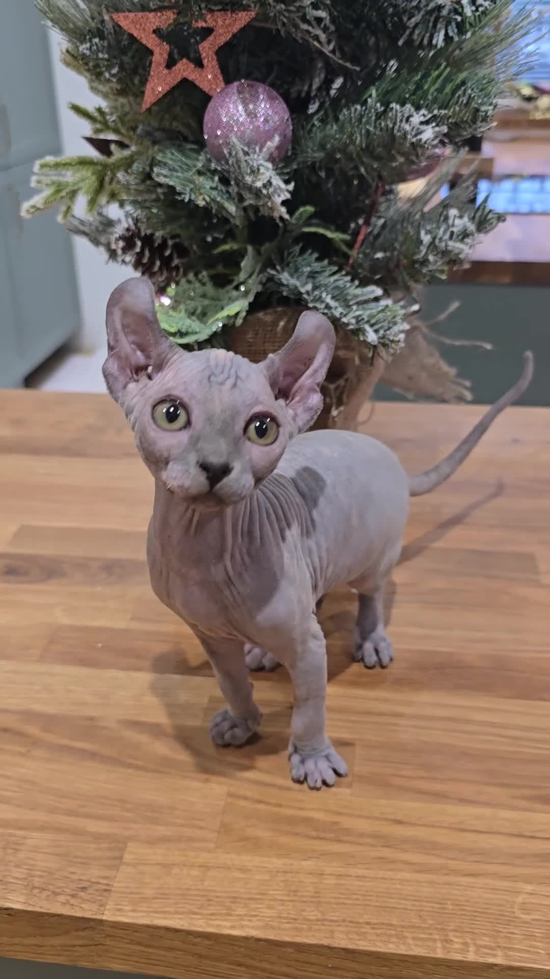 Sphynx cats for sale: 🌟 Stunning Sphynx & Elf Kittens  - Video 1