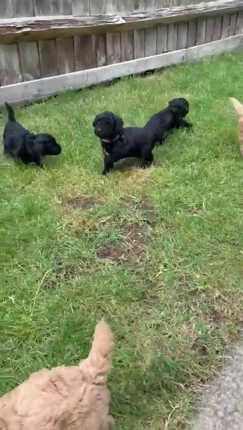 Cockapoo dogs for sale: Stunning Cockapoo Puppies - Video 2