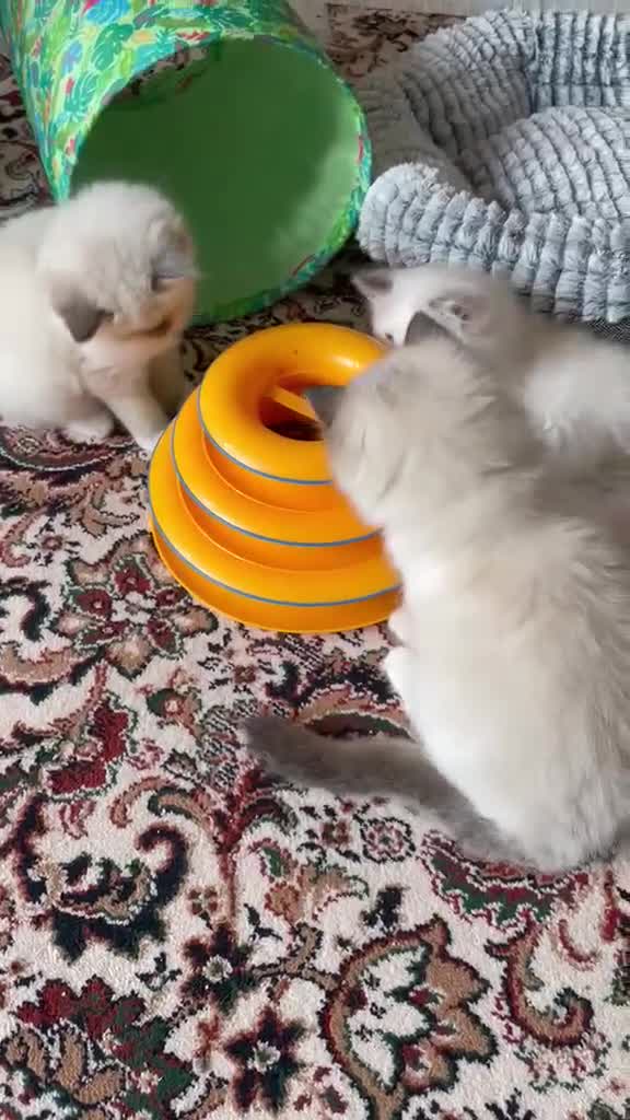 Ragdoll cats for sale: Stunning GCCF Registered Ragdoll kittens in Redruth - Video 1