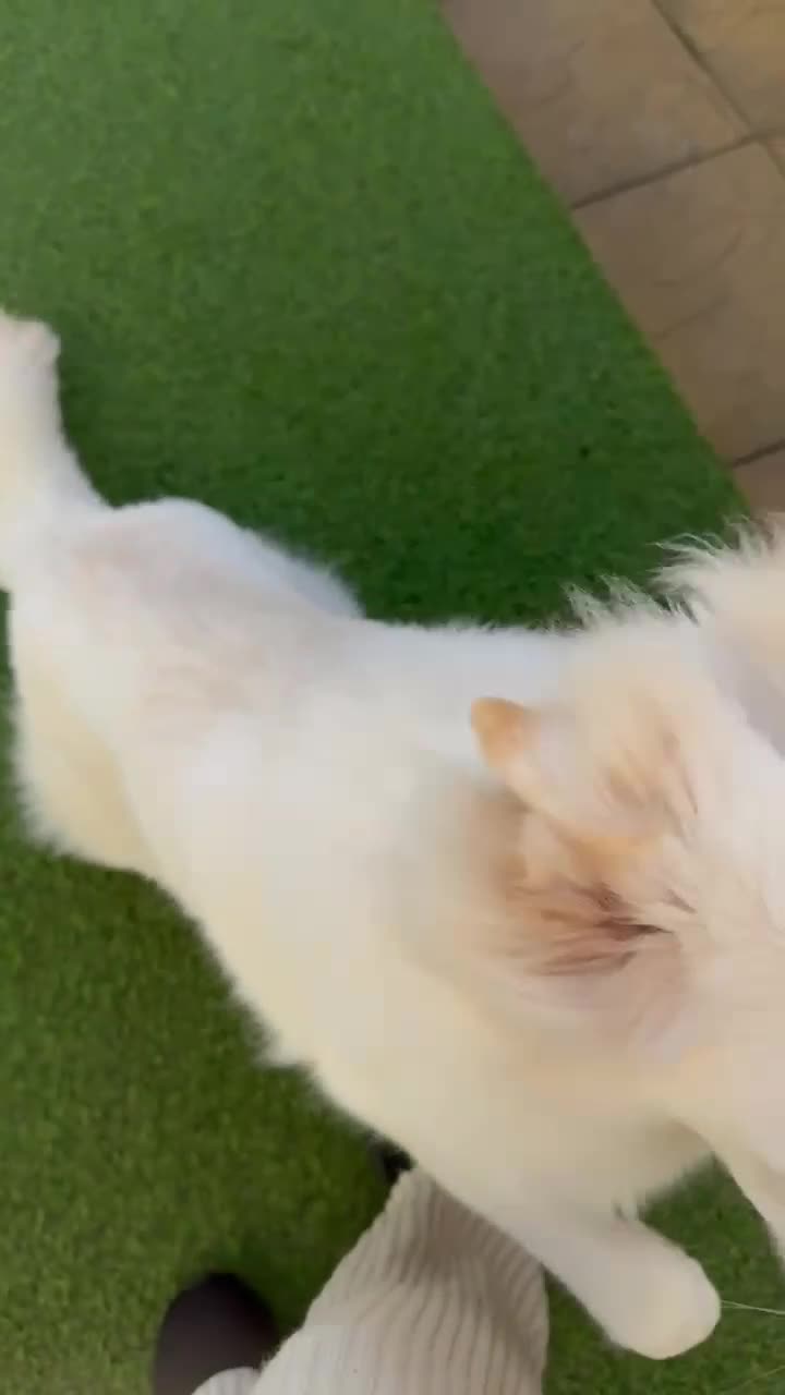 German Shepherd dogs for sale: Adorable White German Shepherd for Rehoming - Video 2