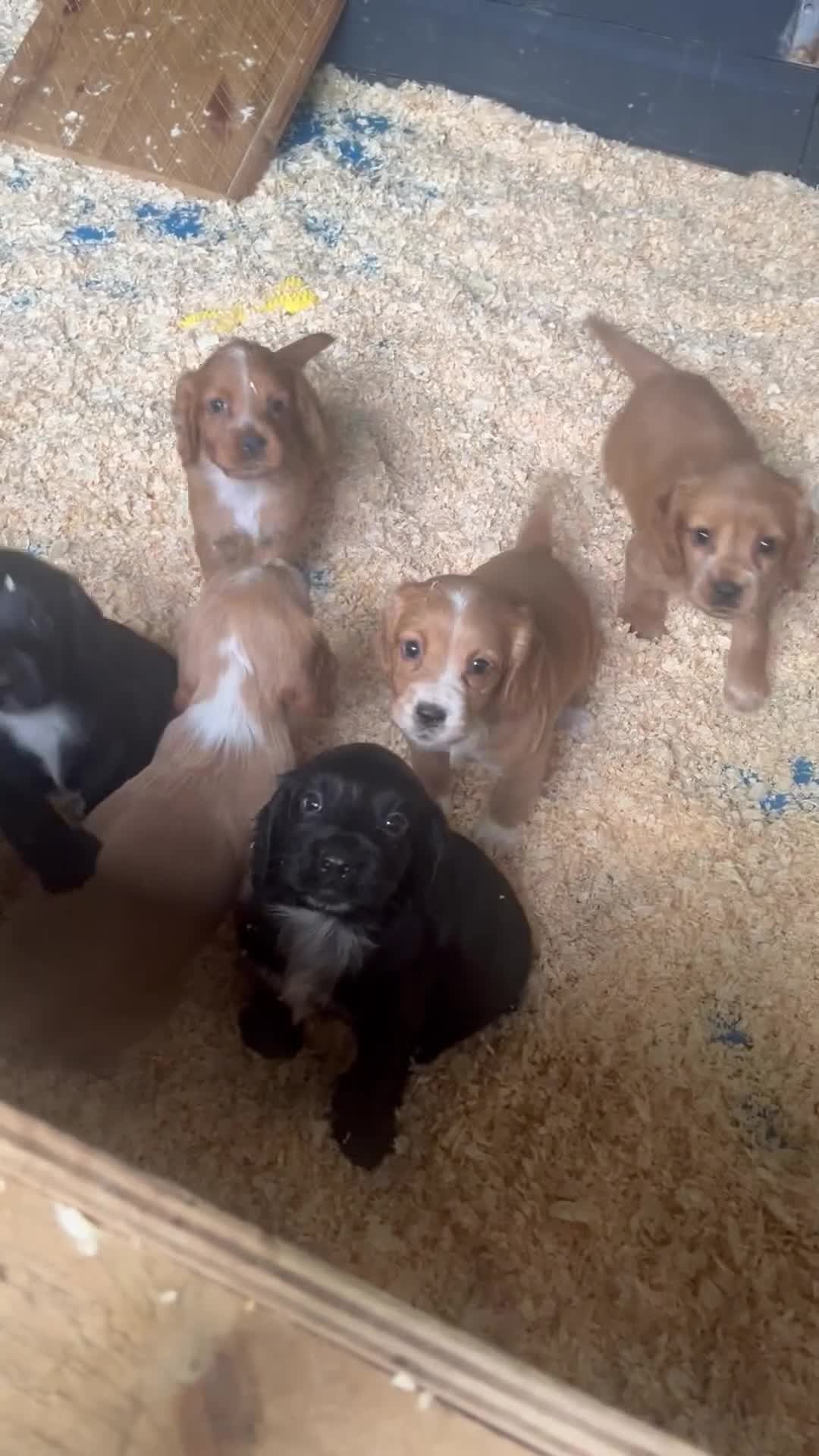 Cocker Spaniel dogs for sale: Stunning KC WCS pups - Video 1