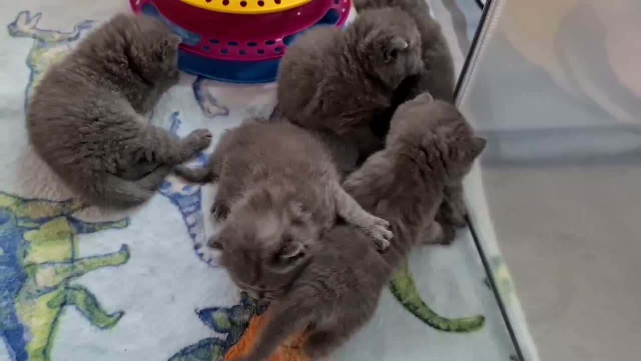 British Shorthair cats for sale:  ** 🎅BritishShorthair kittens GCCF, Full vaccin.  in Mexborough - Video 1
