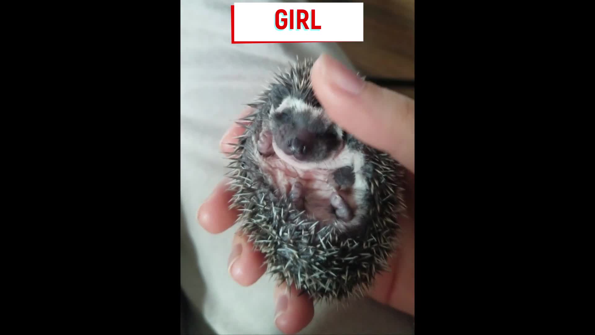 Pygmy Hedgehog rodents for sale: Pygmy hedgehogs, 1 girl 2 boys - Video 1