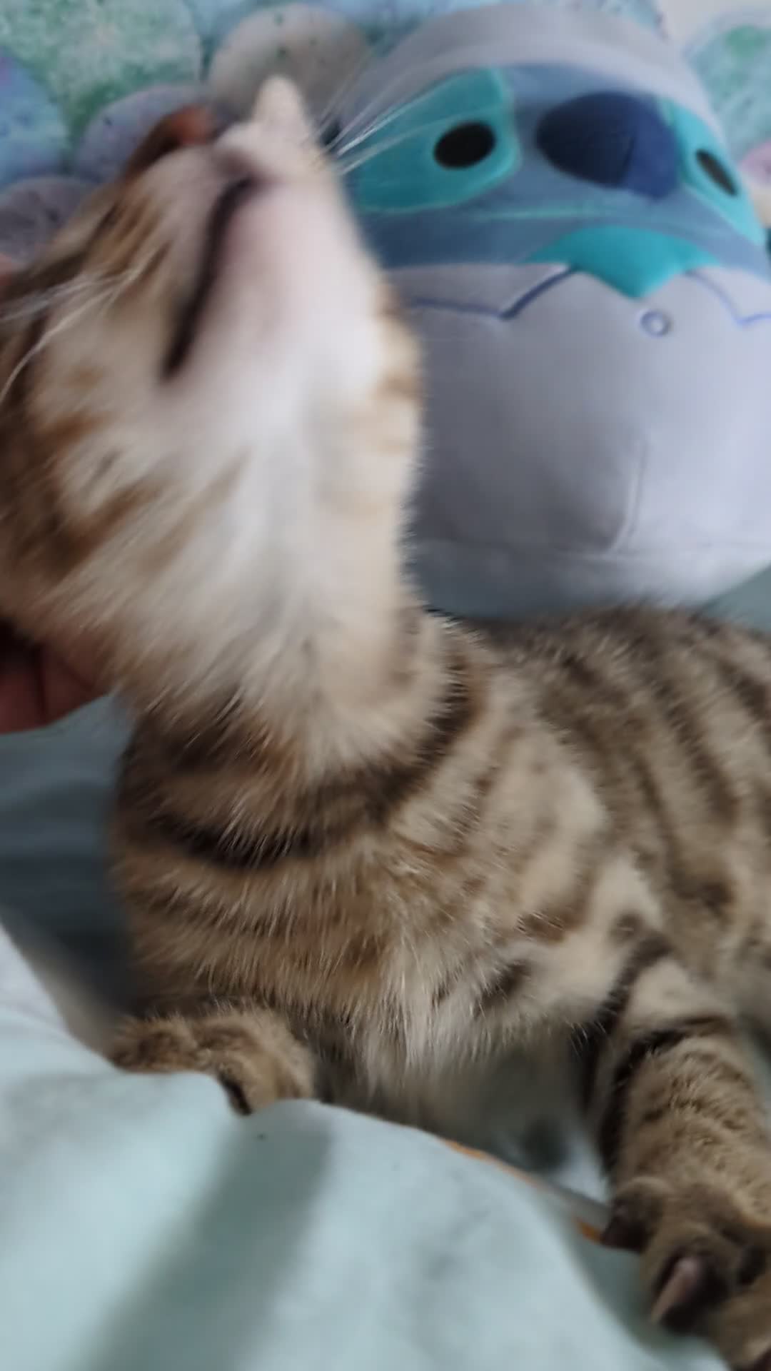 Bengal cats for sale: Friendly Adorable Bengal kittens  - Video 2