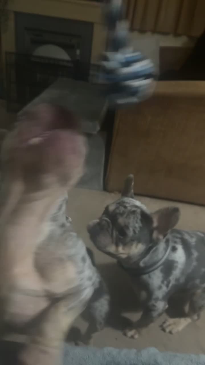 French Bulldog dogs for sale: Female Merle French bulldog  - Video 2
