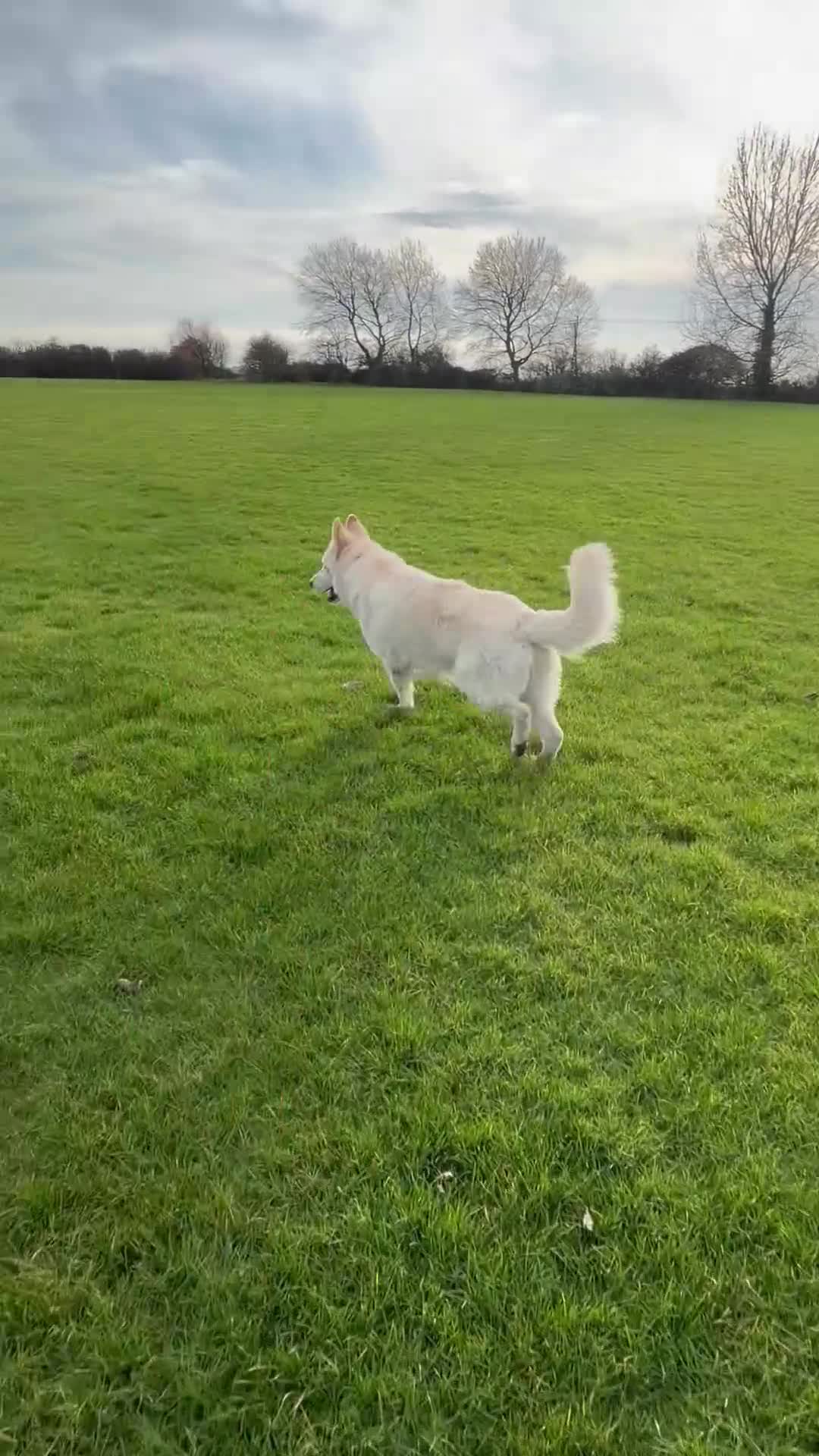 German Shepherd dogs for sale: White long haired German shepherd boy  - Video 1