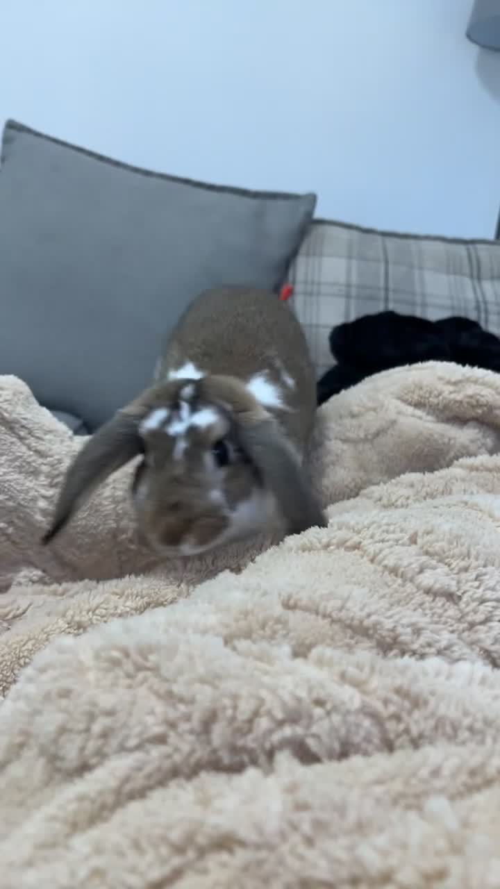 Mixed Breed rabbits for sale: Male rabbit in Sheffield - Video 1