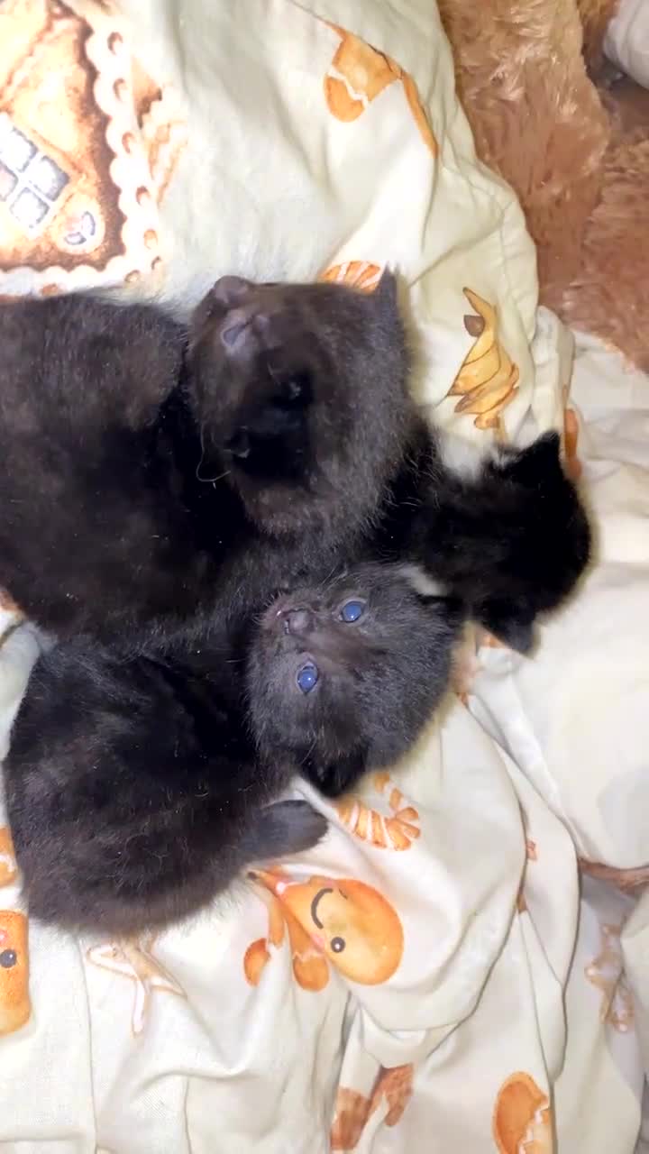 Mixed Breed cats for sale: 3 beautiful kittens for sale!!! - Video 3