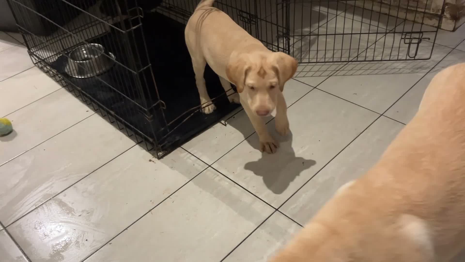 Labrador Retriever dogs for sale: Gorgeous Labrador Puppies, ready for forever homes - Video 1