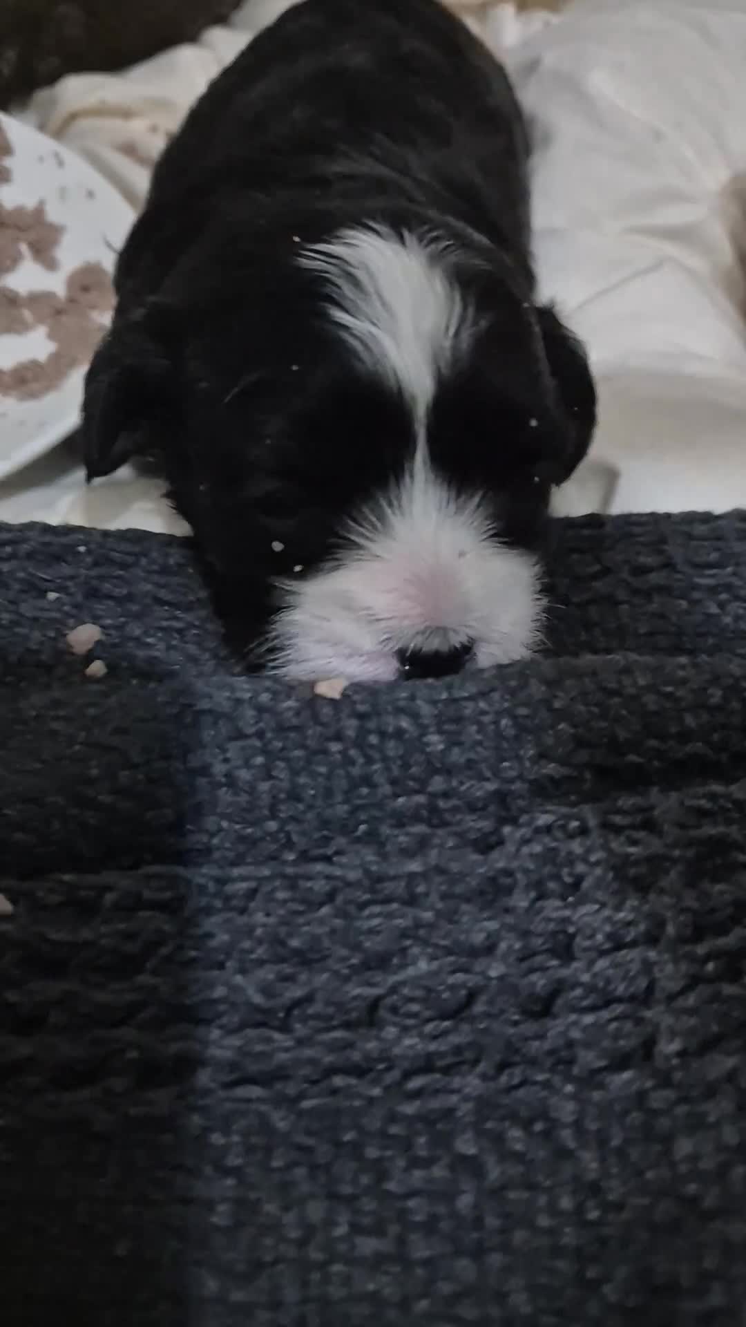 Maltipoo dogs for sale: maltipoo puppies 2 males  in Derby - Video 1