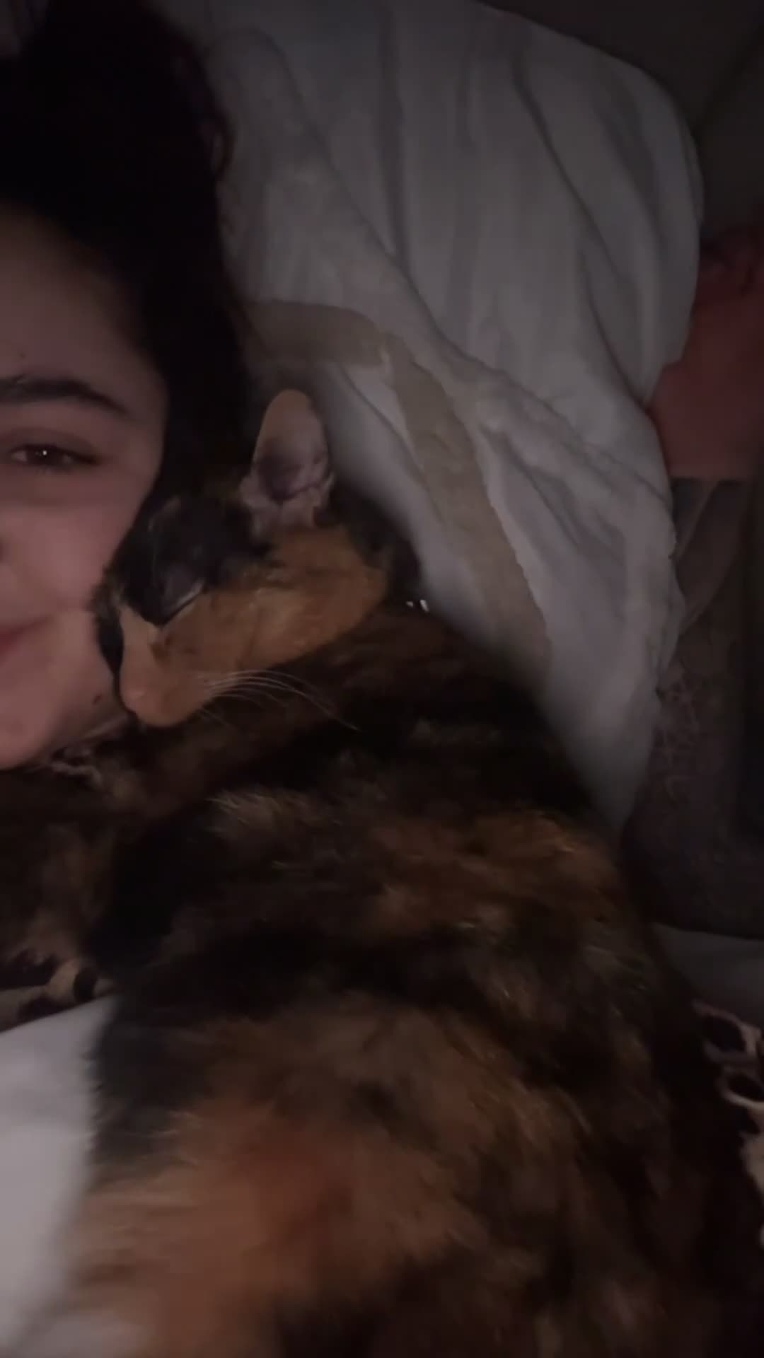 Mixed Breed cats for sale: Tortoise Shell Female 2 years old  - Video 1