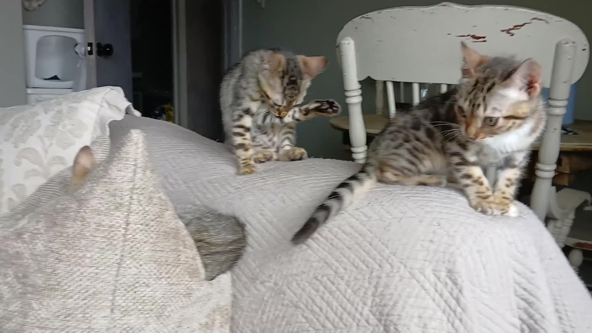 Bengal cats for sale: 3/4 Bengal Kittens - Video 2
