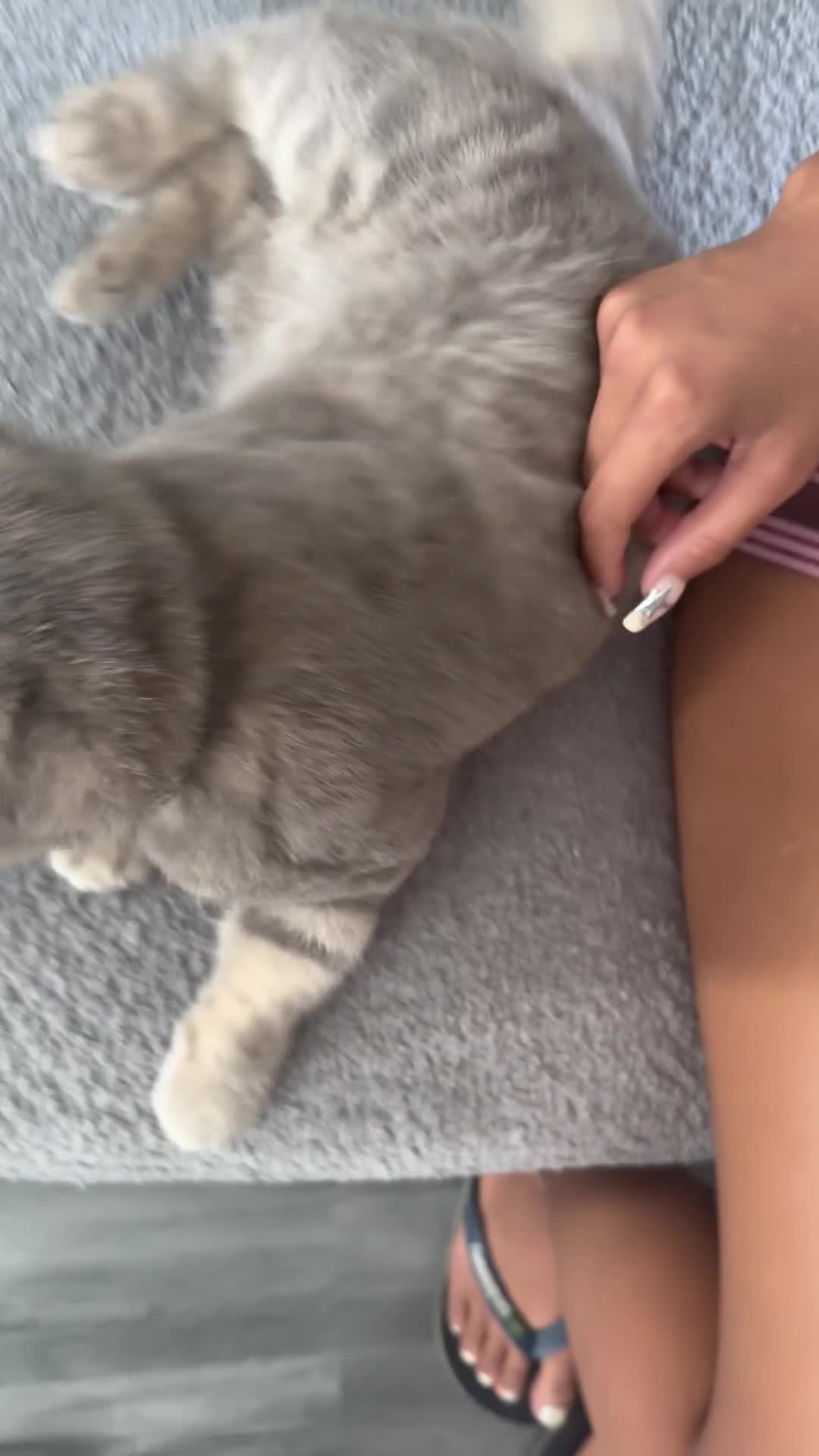 British Shorthair cats for sale: British shorthair kittens  - Video 1