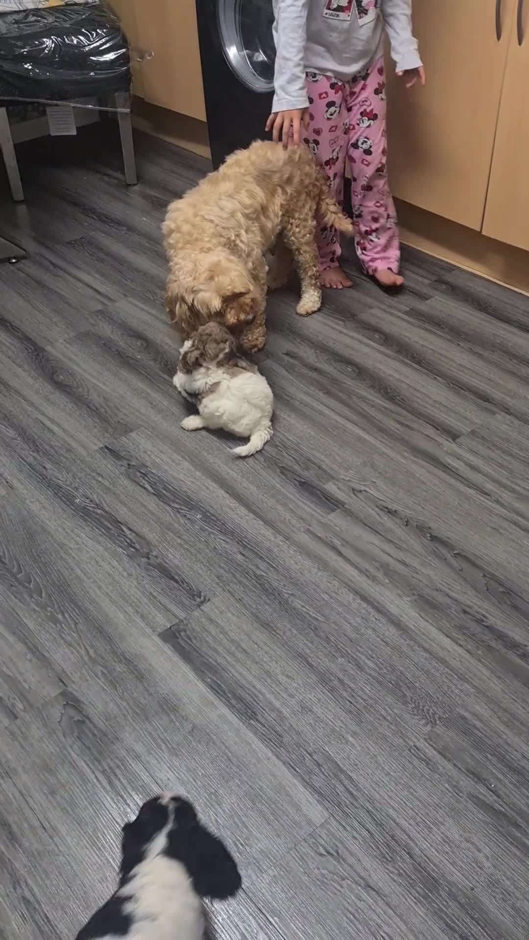 Cockapoo dogs for sale: Cockerpoo puppies  - Video 1
