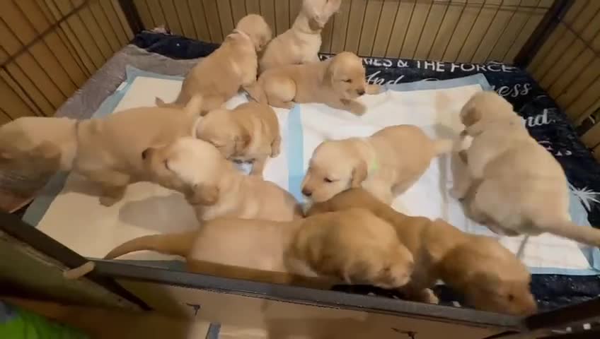 Goldador dogs for sale: Exceptional Goldadoor puppies! - Video 1