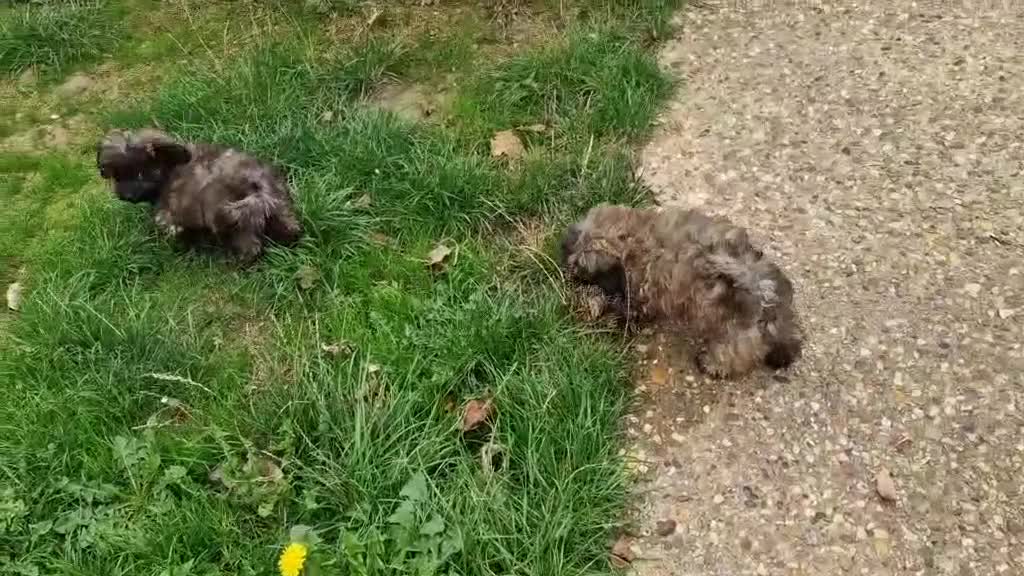 Maltipoo dogs for sale: Beautiful MALTIPOO Puppies - Reduced! - Video 1