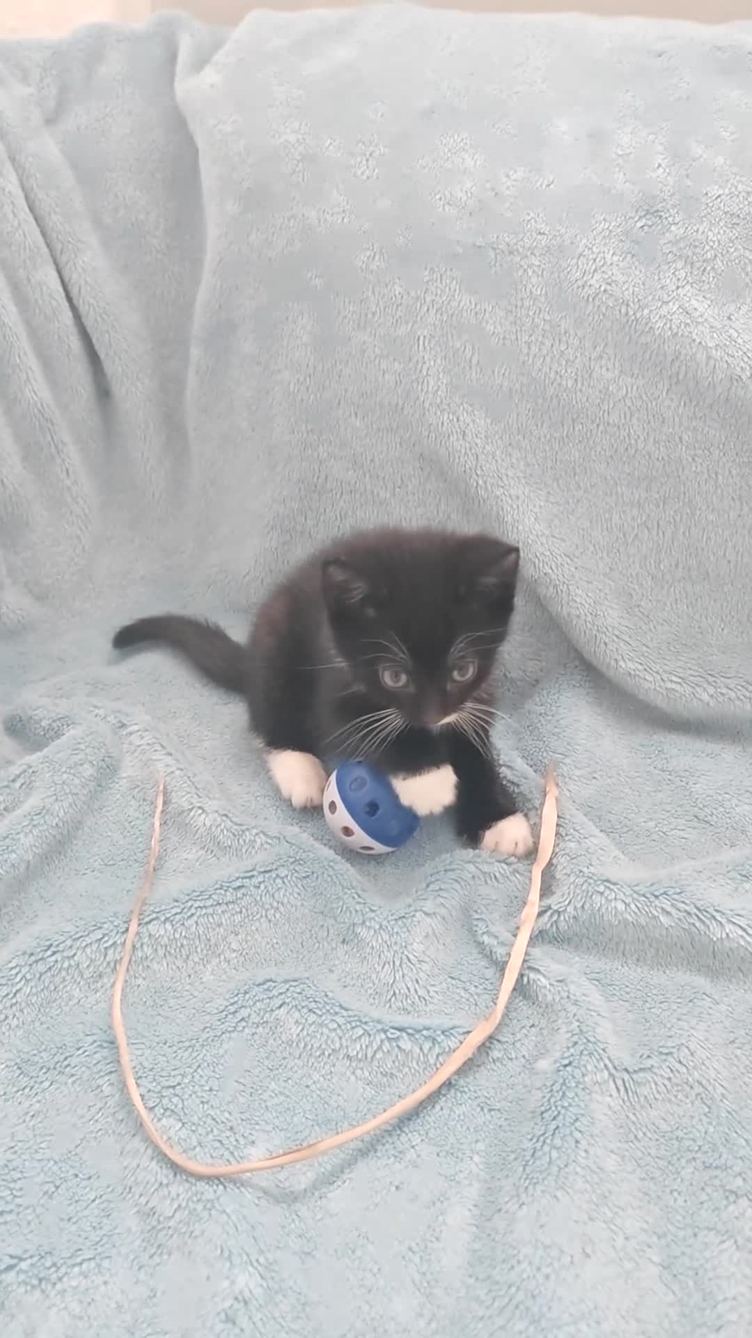 Mixed Breed cats for sale: Beautiful Kittens VIDEOS - Video 4