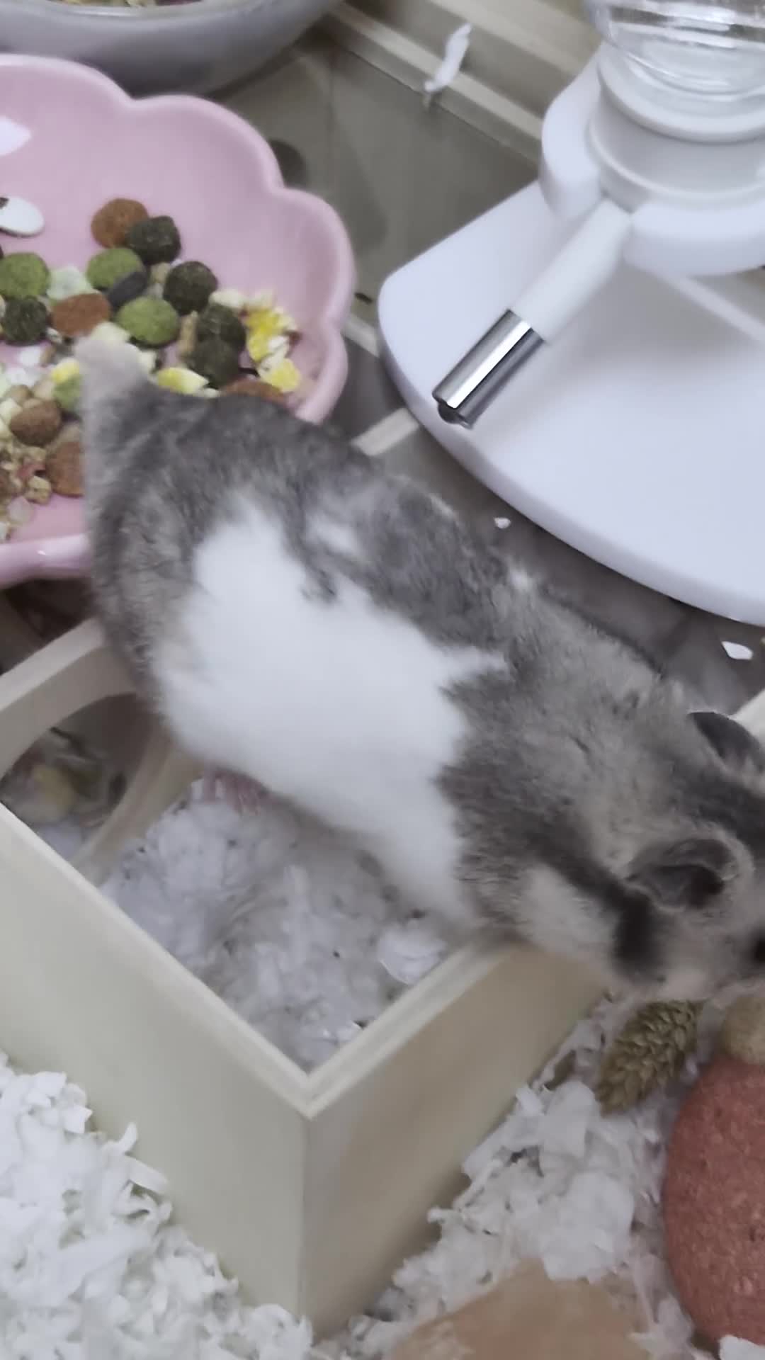 Hamster rodents for sale: Male Syrian hamster - Video 1