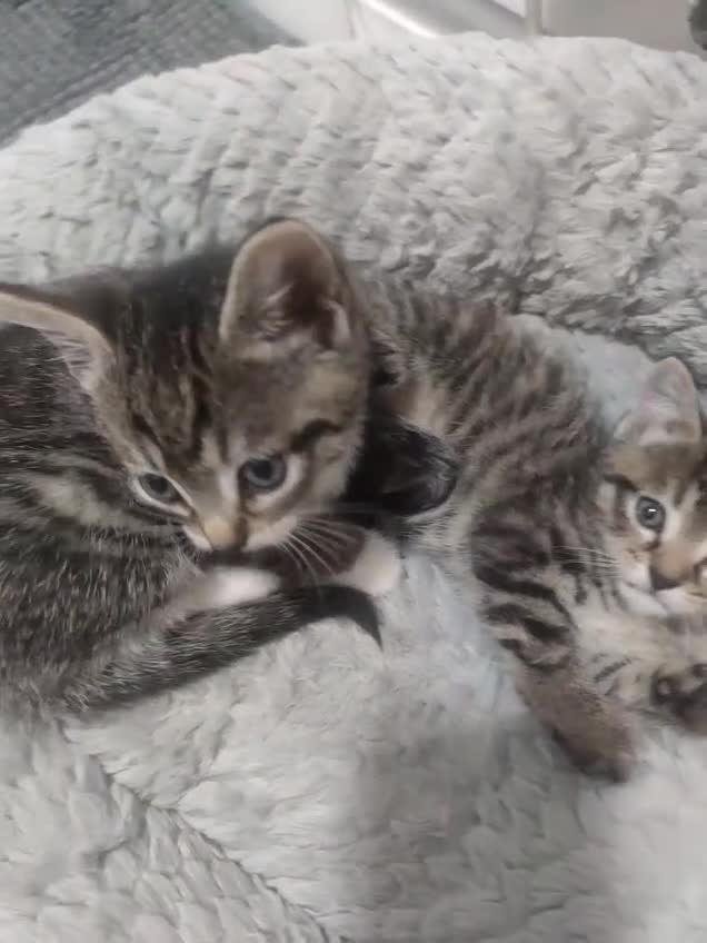Mixed Breed cats for sale: Kittens looking for home  - Video 2