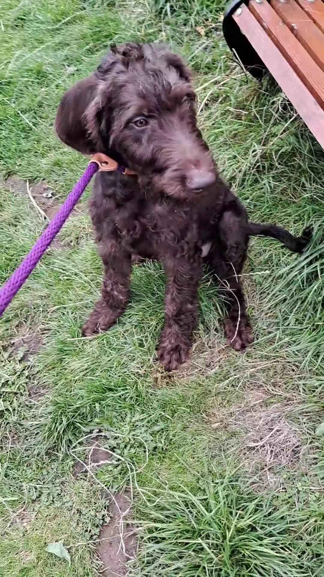 Mixed Breed dogs for sale: Doodle pointerpoodle boy in Cumnock - Video 2