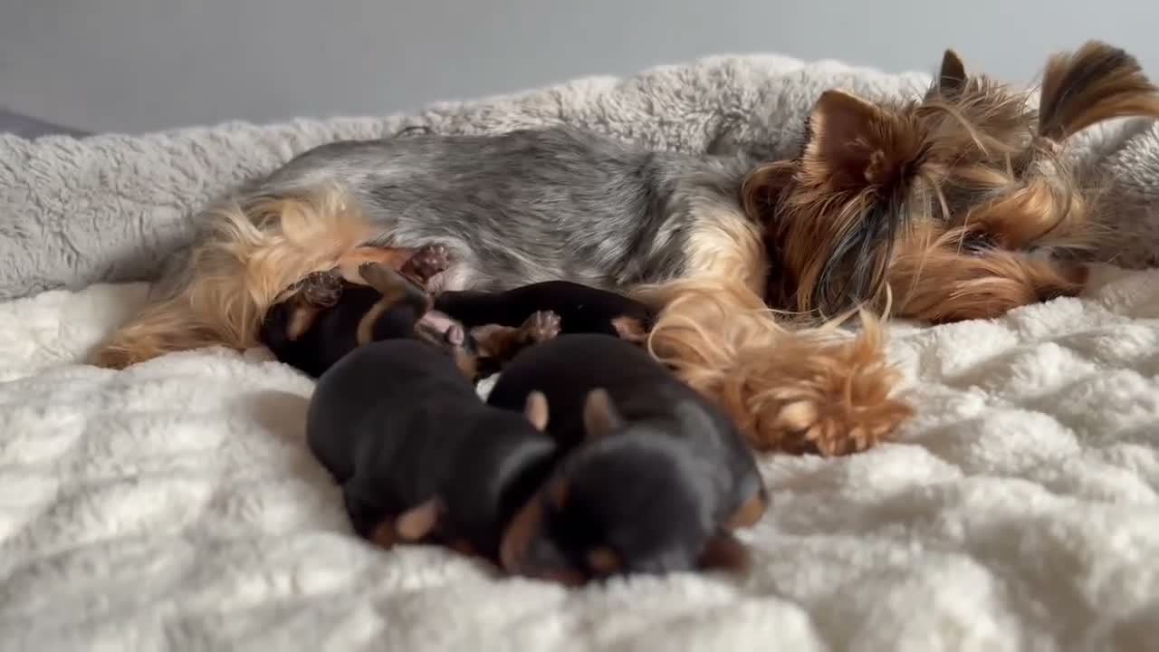 Yorkshire Terrier dogs for sale: Beautiful Yorkshire Terrier Puppies KC reg. - Video 1