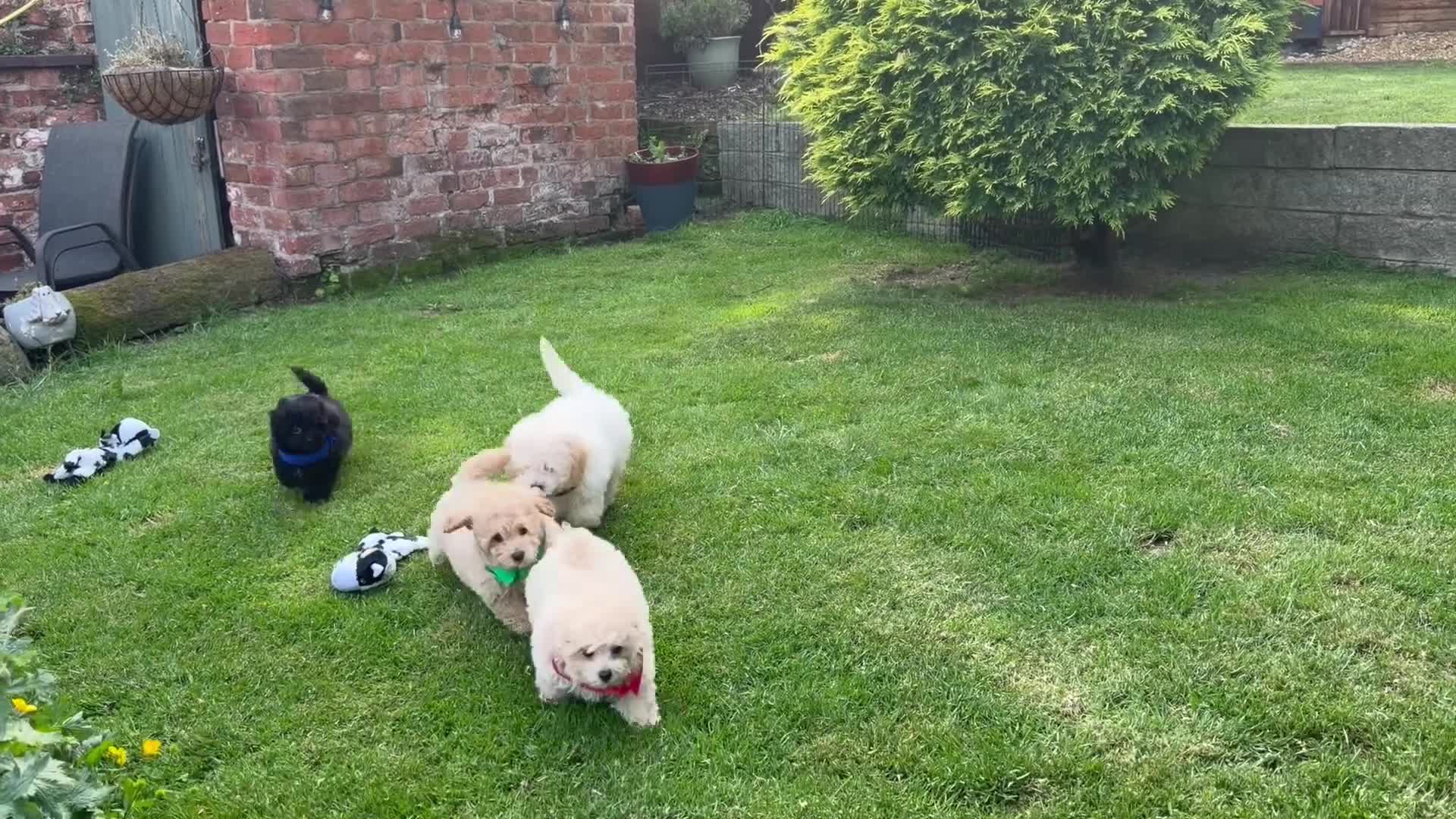 Poochon dogs for sale: Absolutely beautiful poochons ready now  in Chester - Video 1