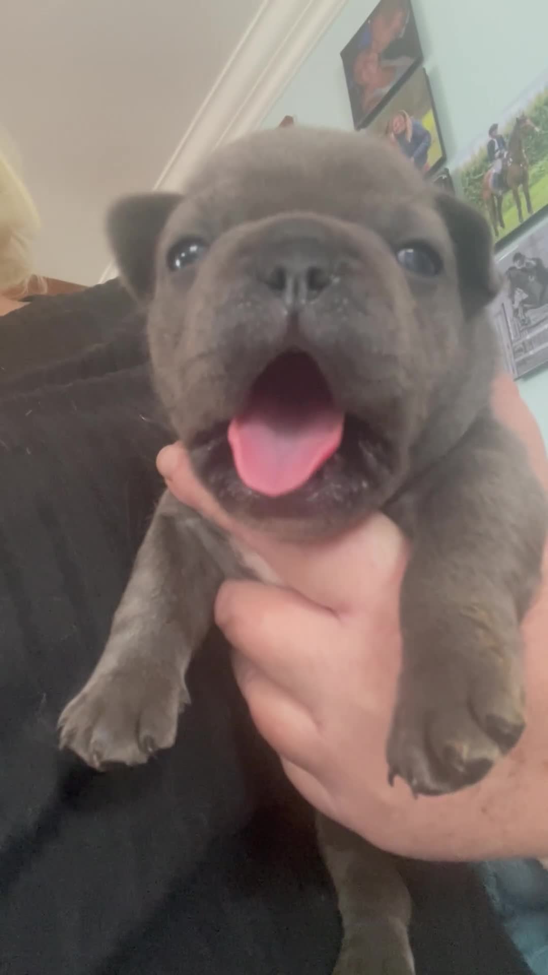 French Bulldog dogs for sale: French bulldog puppies.  - Video 1