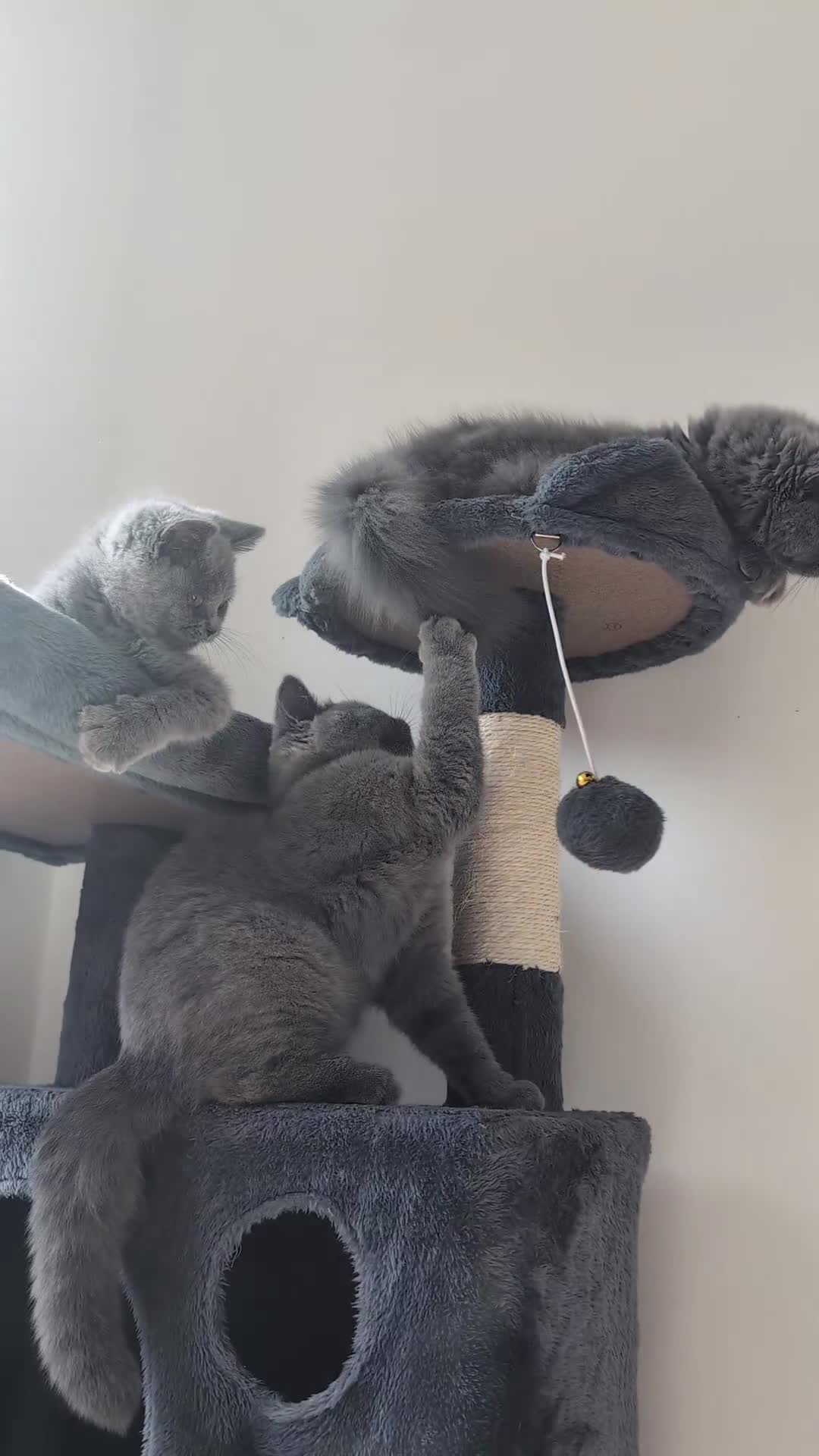 British Shorthair cats for sale: Reduced British Shorthair kittens Ready  - Video 1