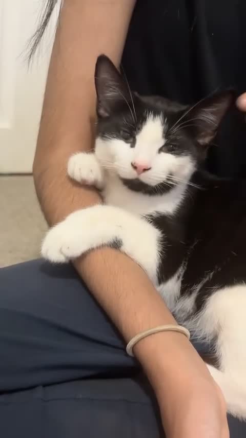 Mixed Breed cats for sale: cute soft boy kitten ready to find a loving home in Grays - Video 1